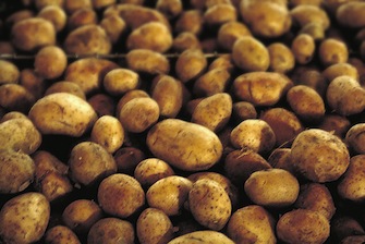 WSU researchers take another look at effects of water loss