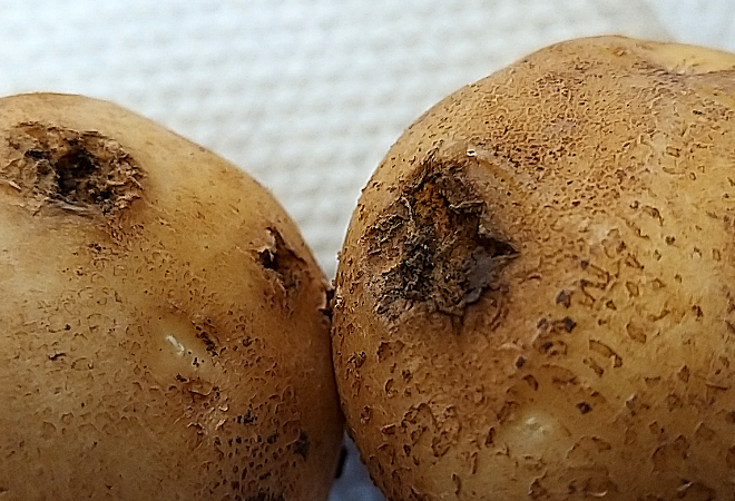 Powdery scab suppression remains elusive so far