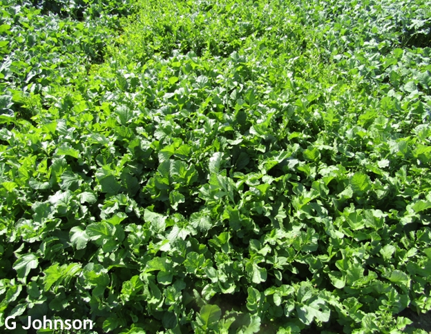 USDA announces cover crop incentive program