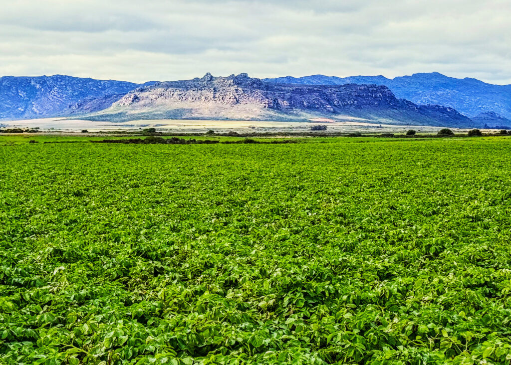 Sand, Wind and Common Scab: Lessons Learned From South Africa