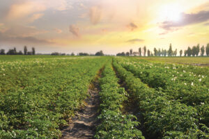 Dwindling demand causing acreage anxiety