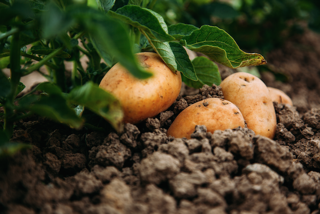 What potato growers can expect in 2017