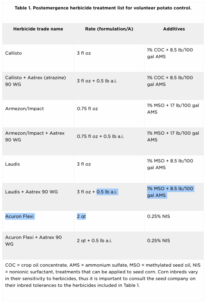 MSU study focuses on controlling volunteer potatoes