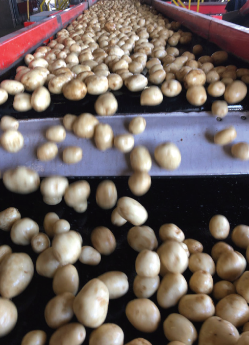Improving potato quality with Polysulphate