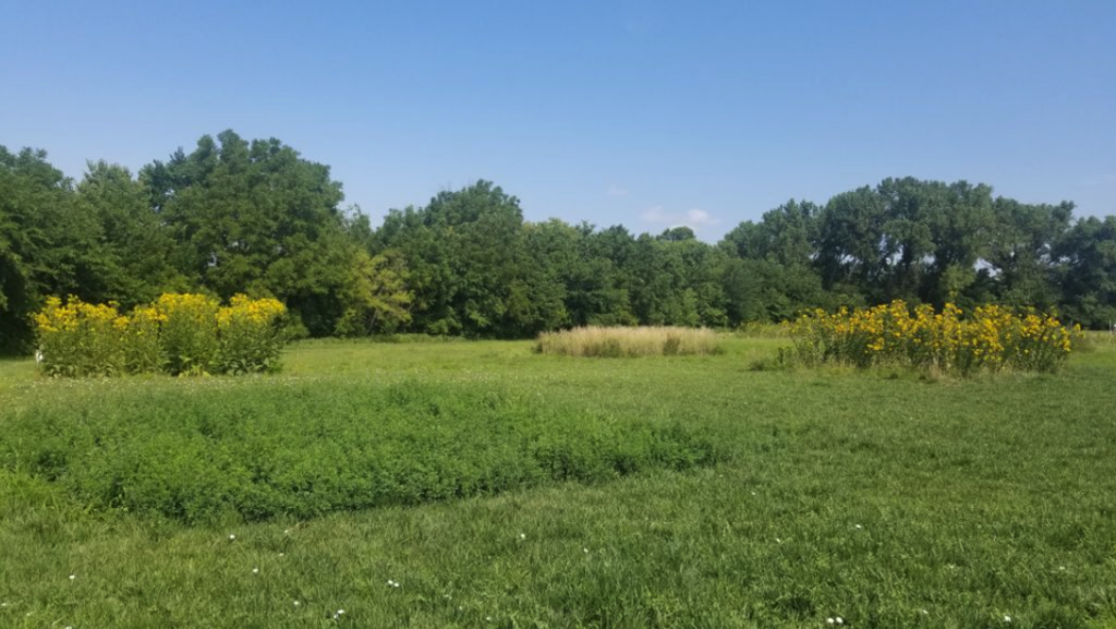 Using perennial grains as crop field borders