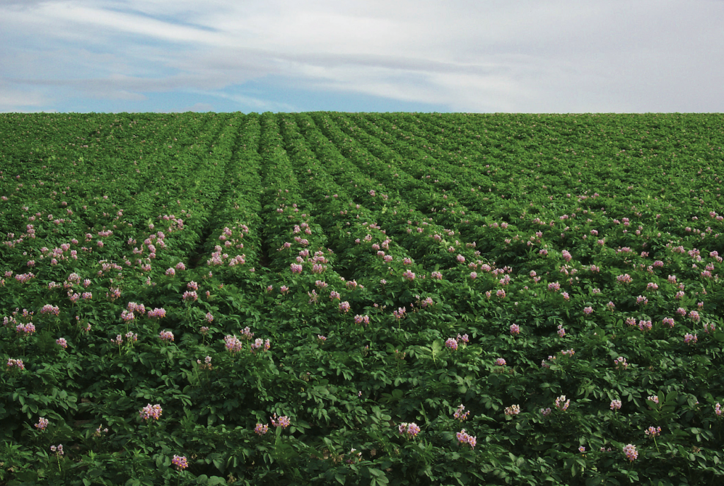 Controlling Unwanted Pests