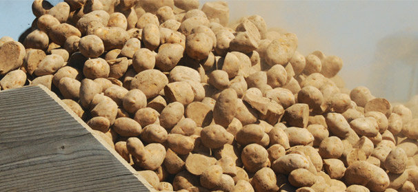 Seed potato health certificate contains up-to-date status of certified seed