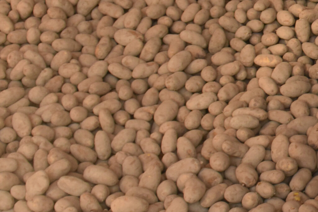 Breaking down 2021 seed potato acres