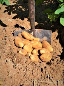 Russets-San Acacio Seed