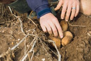 New potatoes nestled in soil