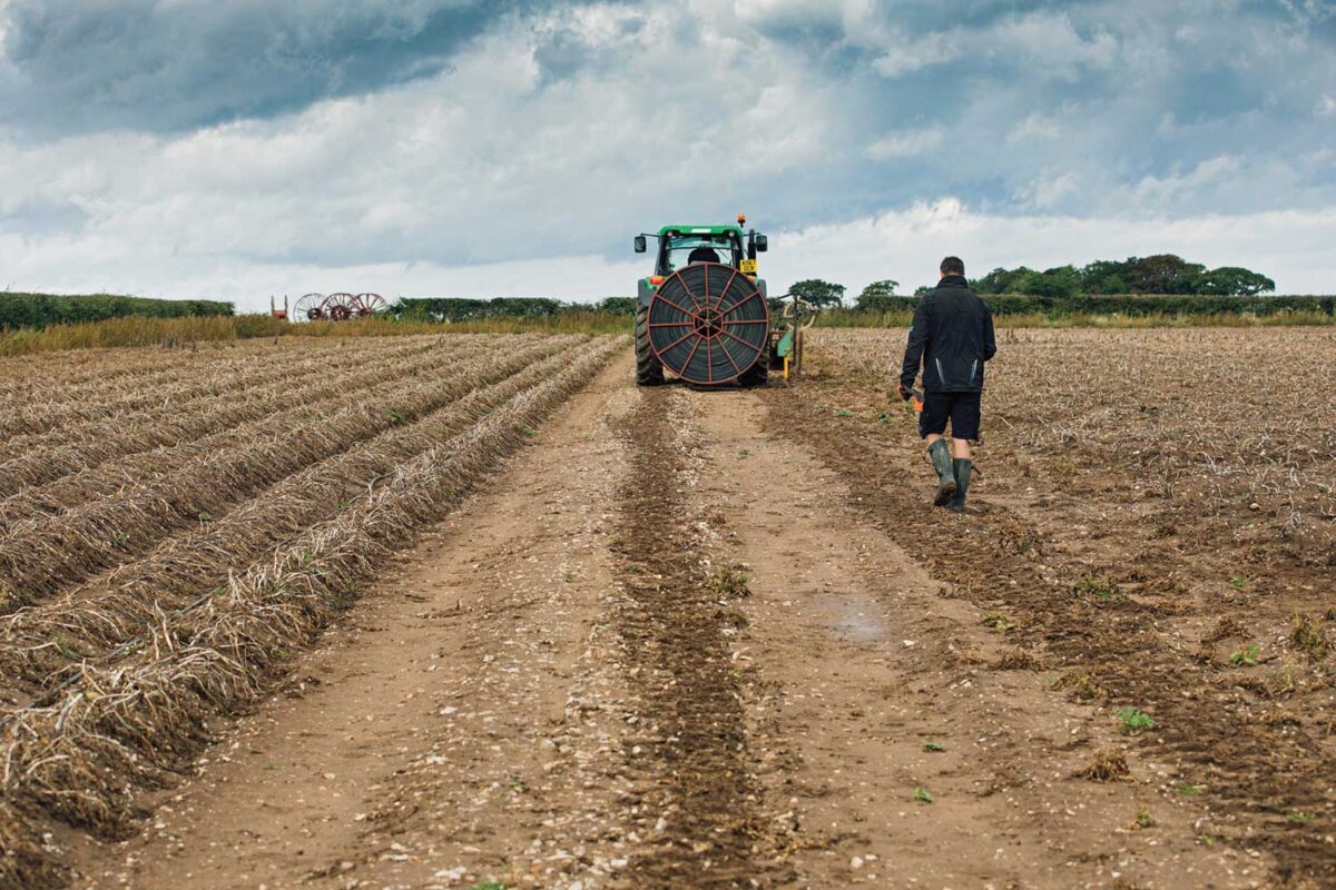 A tractor travels down rows of potato plant rows