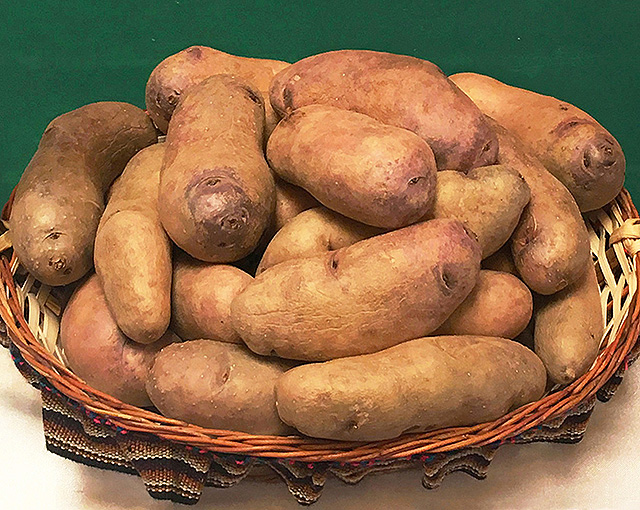 Scientists working on frost-resistant potatoes in Peru