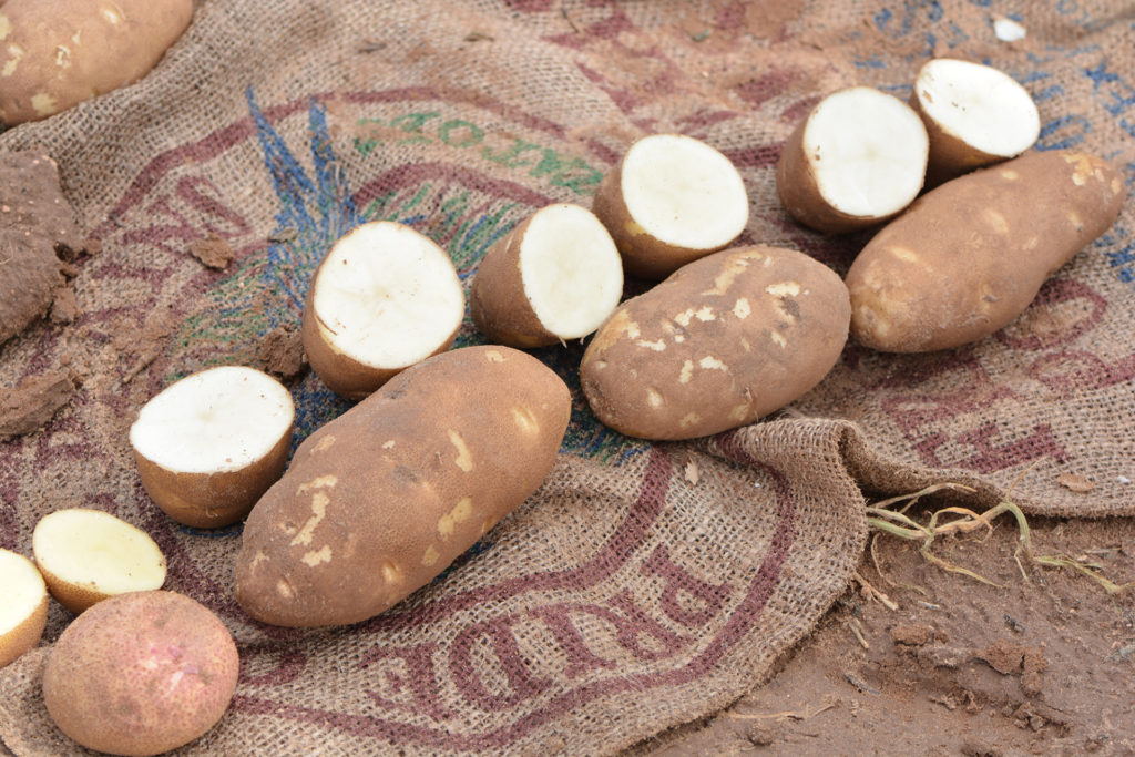 Texas A&M potato breeding program shows latest varieties July 27