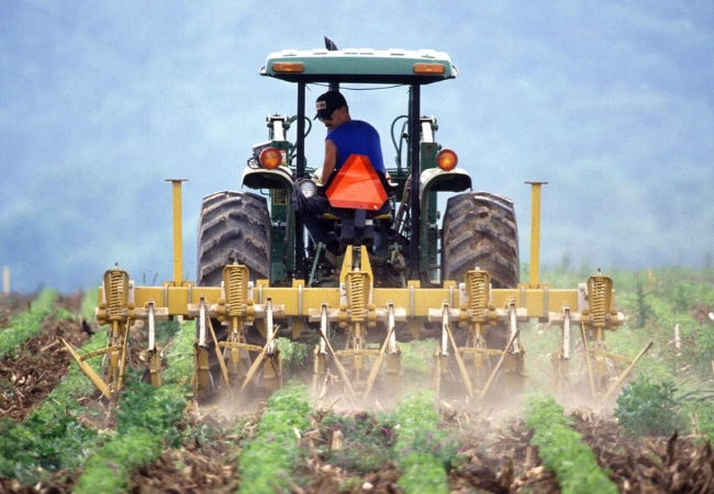 Timing is key for weed control between potato planting, row closure