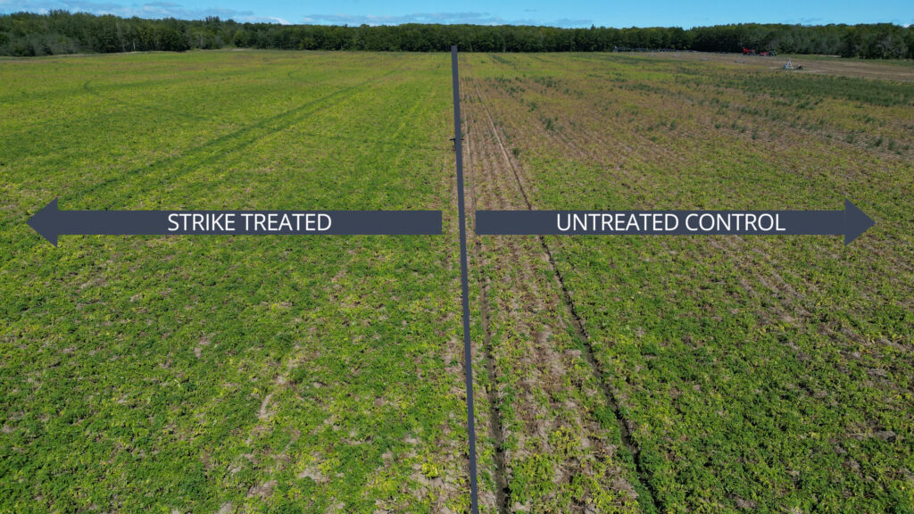 Soil Fumigation Changes the Game for Potato Seed Farm Economics