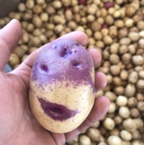 A person holds a potato variety being grown at the University of Florida