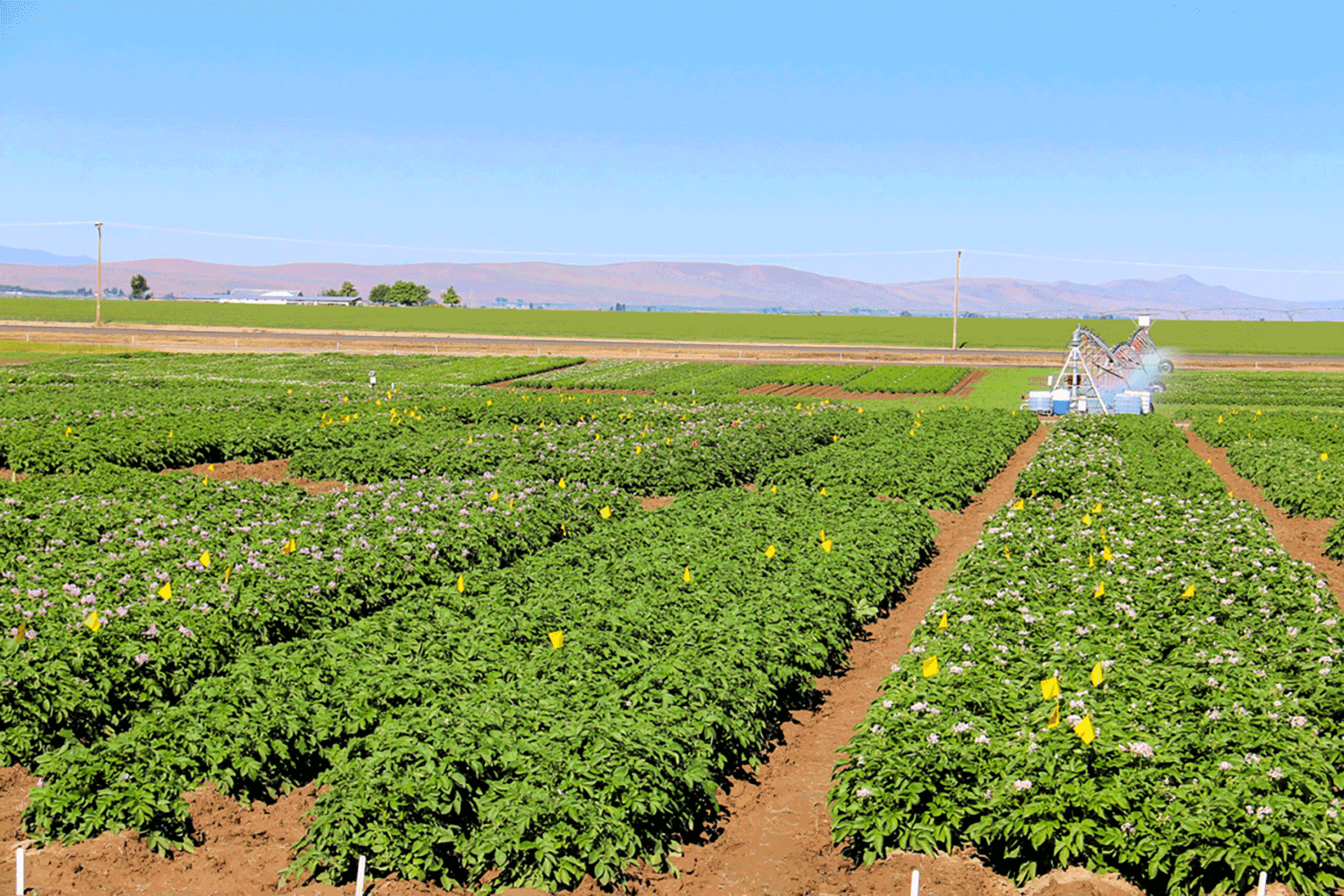 Rows of blooming potato plants under a blue sky