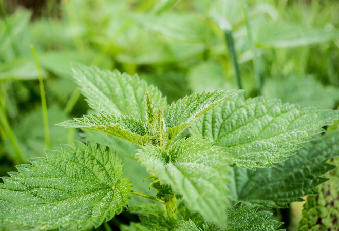 Court cancels dicamba-based crop protection agents, EPA, Corteva, BASF respond