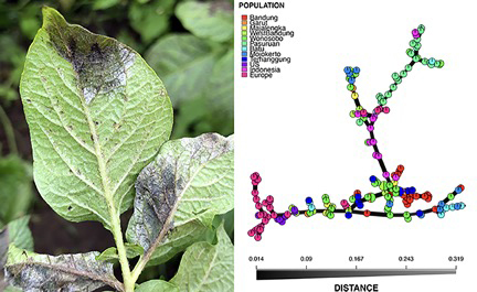 Researchers advance knowledge of late blight gene makeup