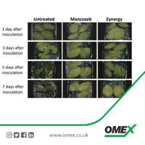 Zynergy late blight comparison