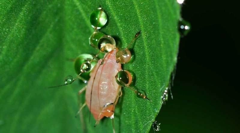 Plants use calcium to send internal warning of attacking aphids