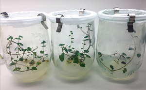 Regenerated potato shoots are analyzed in a lab