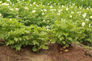 Flowering potato plants in the field
