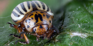 Spudman’s annual pest and disease survey highlights grower challenges and priorities