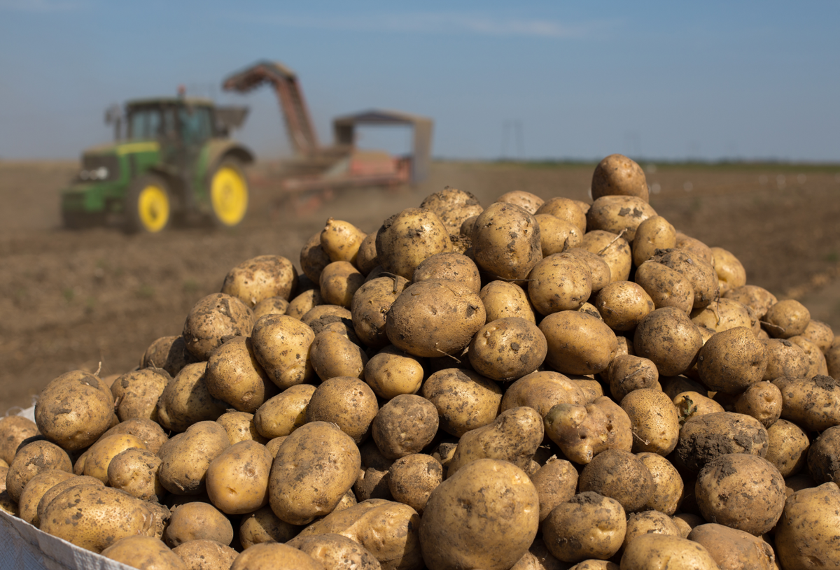 A pile of freshly harvested potatoes with a tractor in the field in the background