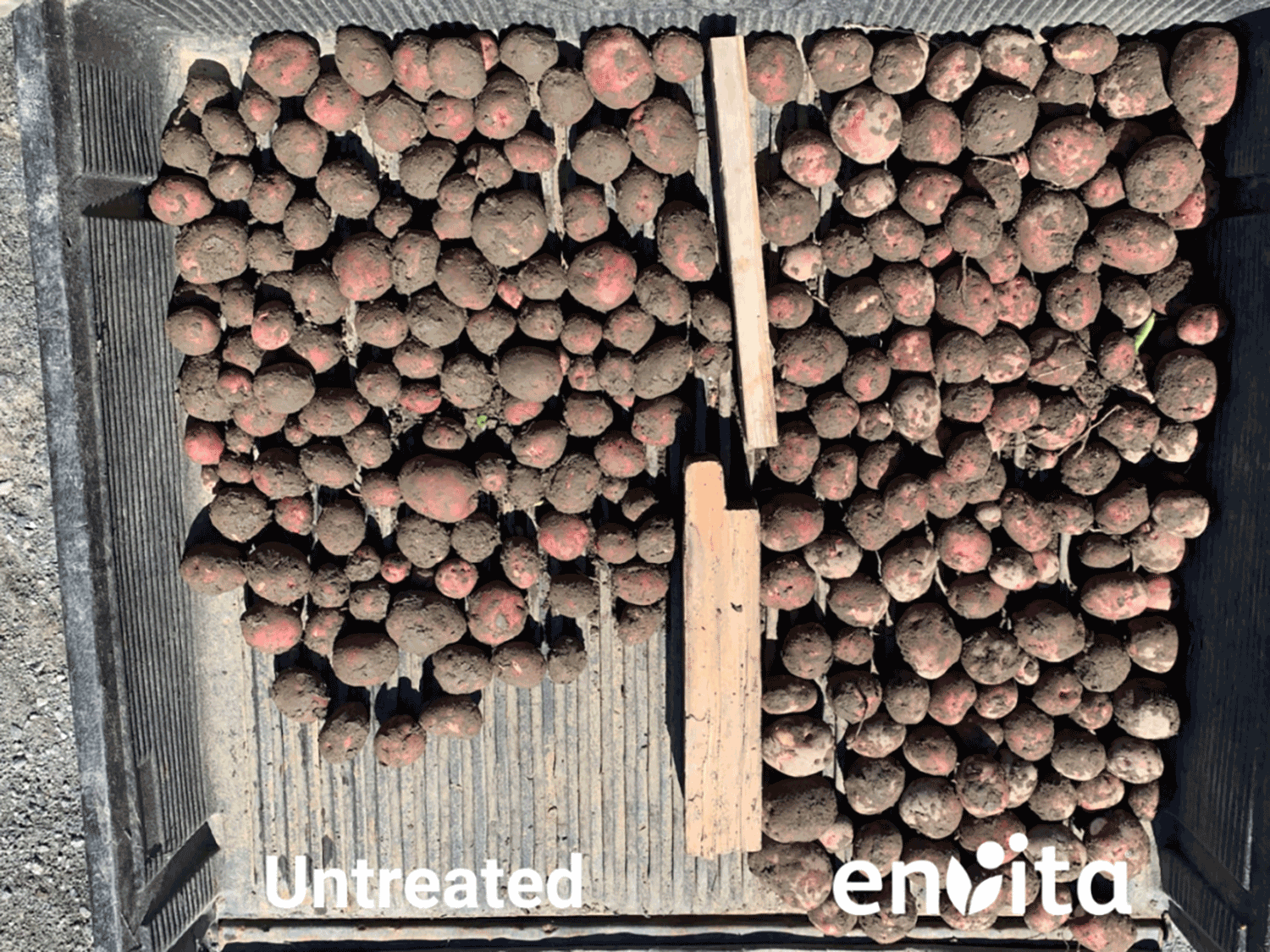 Nitrogen-fixing biological application now available in US