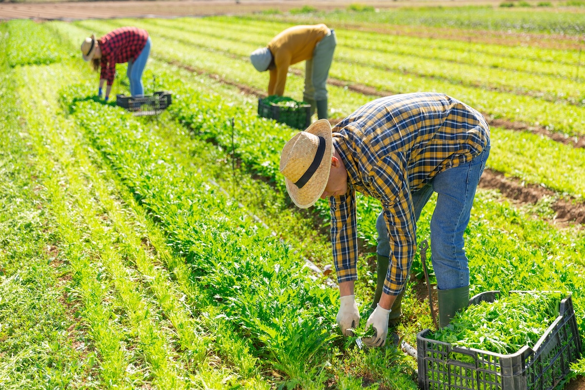 Workers harvest crops in a green field