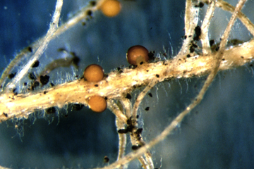 APHIS removes 45,000 acres from golden cyst nematode regulation area