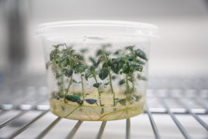 Potato seeds sprout in a lab container