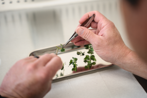 A lab worker examines green bits of potato leafs