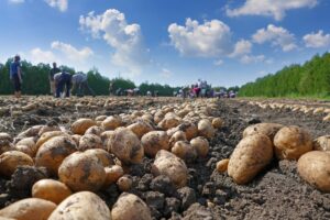 Potatoes peek up from the soil as workers excavate more against a blue sky