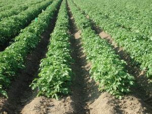 Payment rates, enrollment period set for specialty crop assistance program