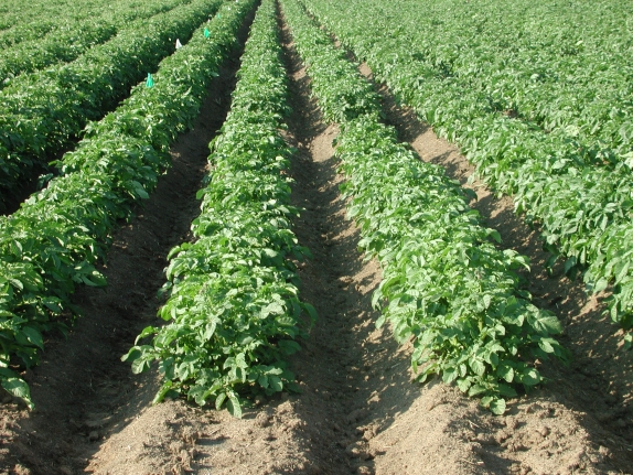 2018 potato pest management meeting to be held in Rupert