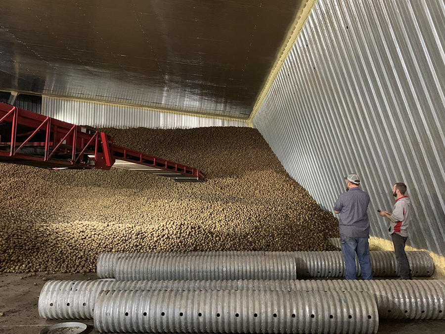 Two men observe a massive mound of potatoes in a storage building