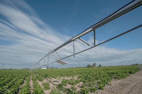 Irrigate cover crops for better emergence