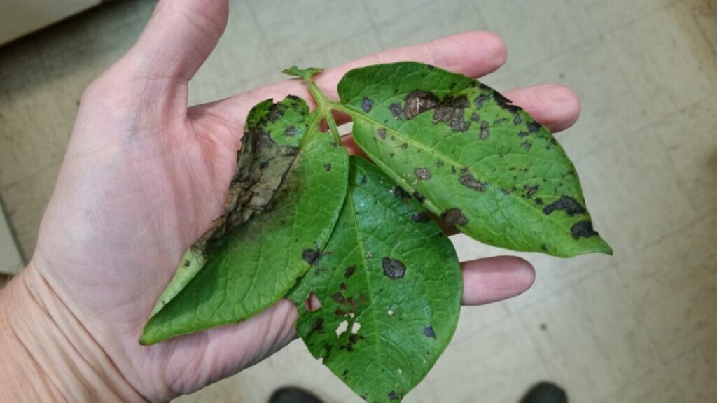 Weather putting Maine potato crops at risk for late blight