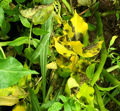 Michigan renews labels on chlorothalonil products