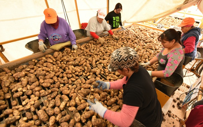 Harvest update: Great Lakes region, Maine making progress getting potatoes out of ground