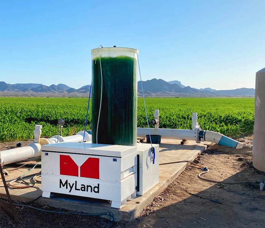 A large tank of green microalgae in a field