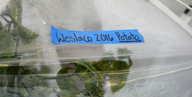 Neonicotinoids losing efficiency in potato psyllid control