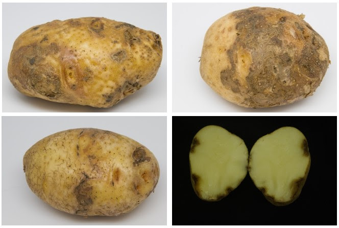 Potato pink eye concerns in Columbia Basin