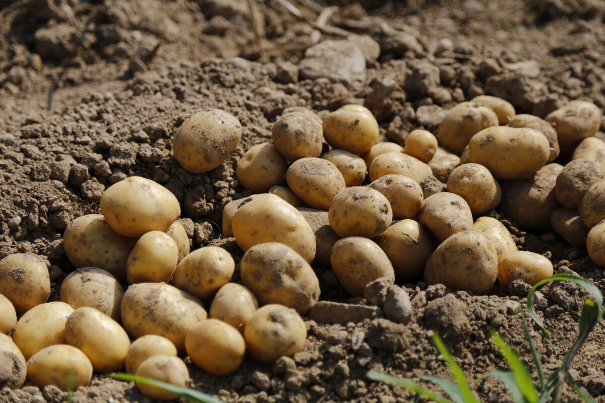 Newly unearthed potatoes in a field