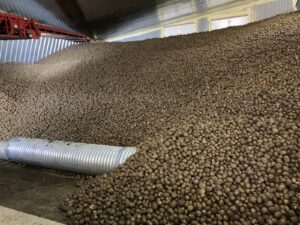 A huge pile of potatoes in storage