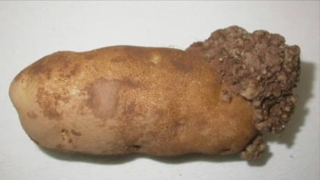 USDA to resume imports of PEI tablestock potatoes, US potato organization ‘dismayed’