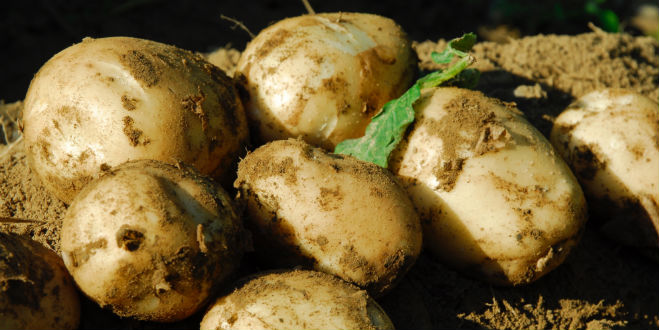 Mexican court continues ban on US potatoes