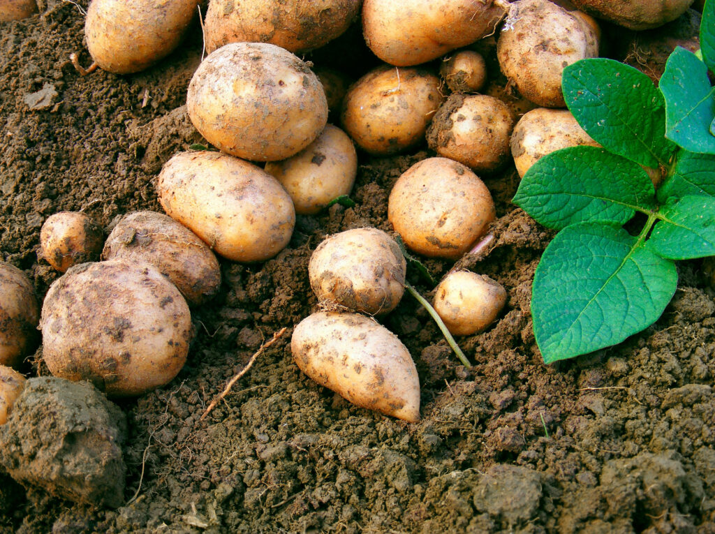 2020 Potato season recap: Fungal diseases